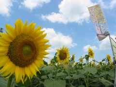 花とレンガのまち　野木町