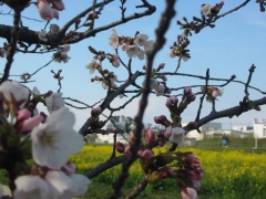 「権現堂桜堤」　桜と菜の花