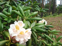 海抜200メートルの北山崎に咲く「白花シャクナゲ」