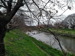 元荒川の桜並木