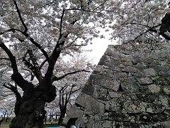 盛岡城跡公園