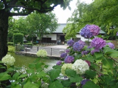 梅雨の晴れ間の「紫陽花」