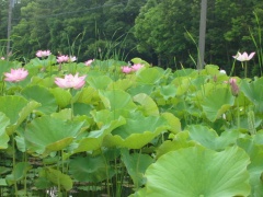 梅雨空の「そうか公園」