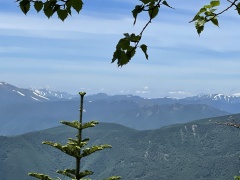 「日光白根山」樹林帯コースより